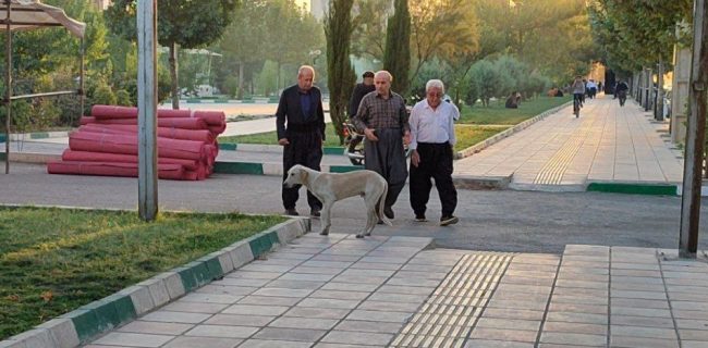 جولان سگ‌های ولگرد و عدم پاسخگویی شهردار