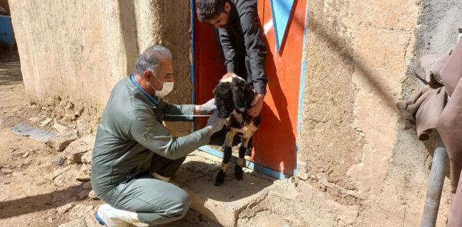 واکسینه ۴۱۸ رأس دام و سم‌پاشی ۵۰۰ مترمربع در روستای قطوند
