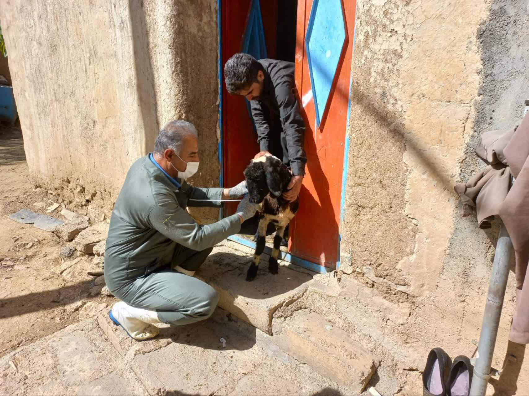 واکسینه ۴۱۸ رأس دام و سم‌پاشی ۵۰۰ مترمربع در روستای قطوند
