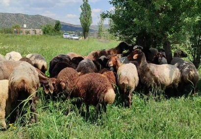 بسیج سازندگی حامی طرح‌های اشتغالزایی