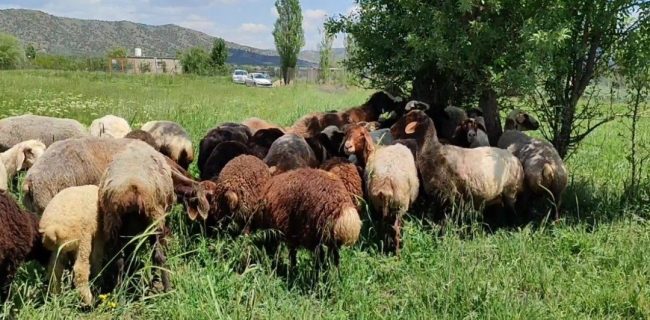بسیج سازندگی حامی طرح‌های اشتغالزایی