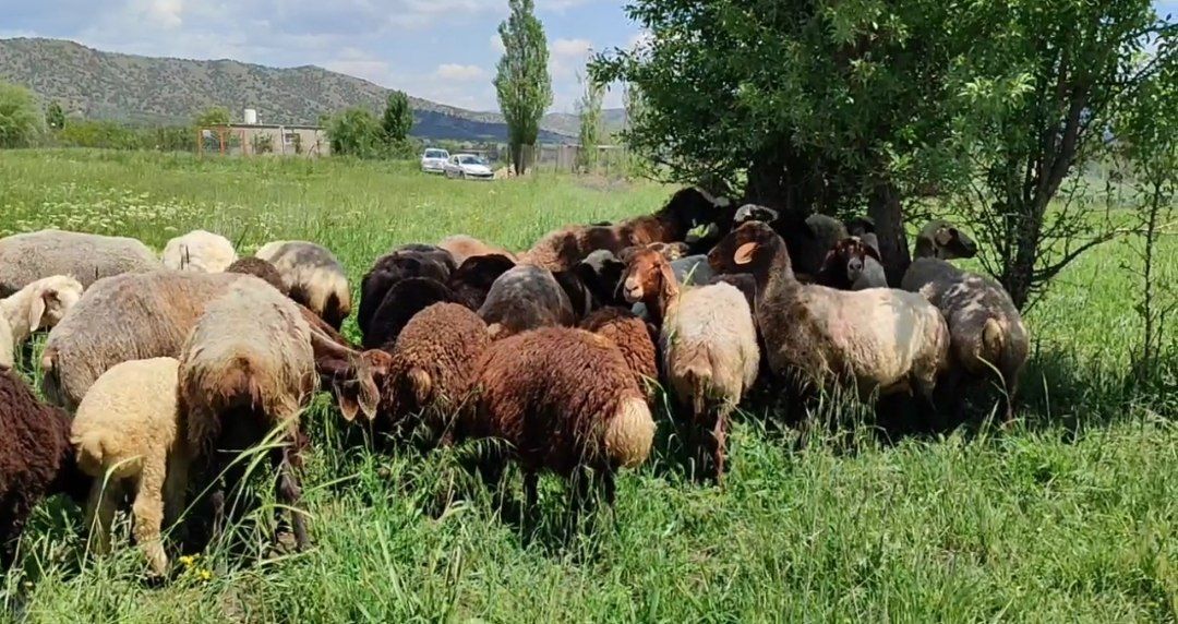 بسیج سازندگی حامی طرح‌های اشتغالزایی