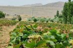 دستاوردهای شهید رئیسی در جهت شکوفایی اقتصادی مریوان