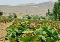 دستاوردهای شهید رئیسی در جهت شکوفایی اقتصادی مریوان