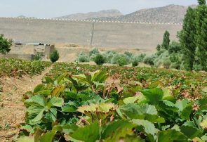 دستاوردهای شهید رئیسی در جهت شکوفایی اقتصادی مریوان