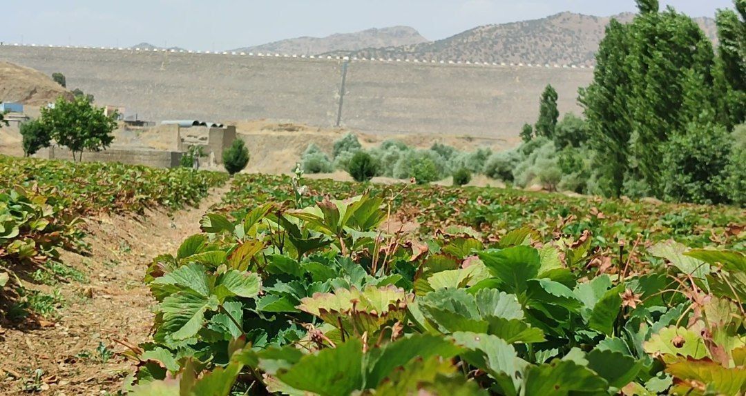 دستاوردهای شهید رئیسی در جهت شکوفایی اقتصادی مریوان