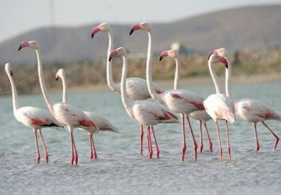 مهاجرت بیش از ۷۰ فلامینگو به تالاب زریوار مریوان