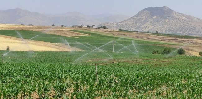 آبیاری نوین، توسعه و تحول کشاورزی در مریوان