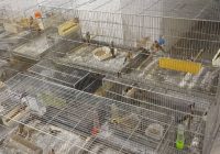 ۸۹ قطعه سهره‌ طلایی قاچاق در مریوان کشف و ضبط شد