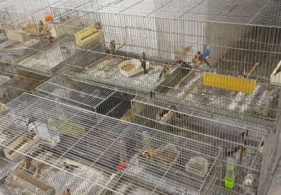 ۸۹ قطعه سهره‌ طلایی قاچاق در مریوان کشف و ضبط شد