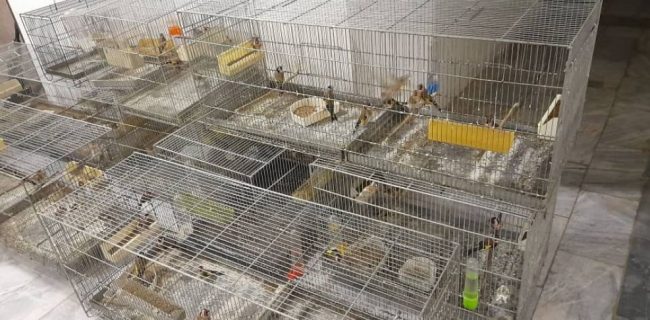 ۸۹ قطعه سهره طلایی قاچاق در مریوان کشف و ضبط شد ۸۹ قطعه سهره طلایی قاچاق در مریوان کشف و ضبط شد