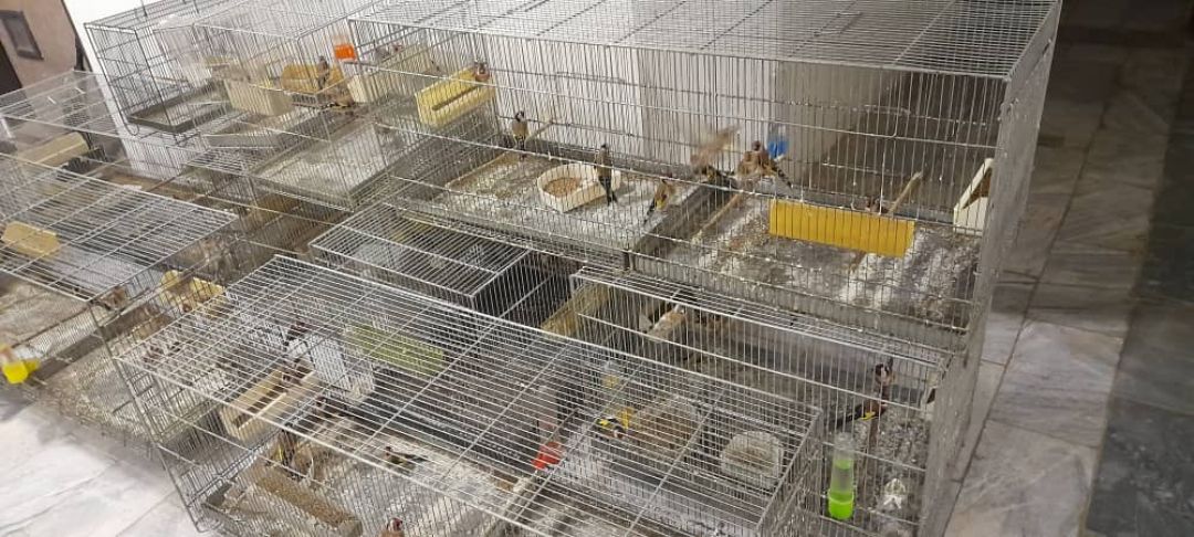 ۸۹ قطعه سهره طلایی قاچاق در مریوان کشف و ضبط شد ۸۹ قطعه سهره طلایی قاچاق در مریوان کشف و ضبط شد