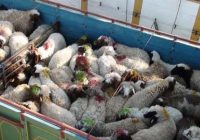 قاچاق دام زنده تهدیدی جدی برای امنیت غذایی و آینده دامپروری