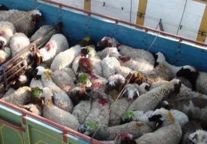 قاچاق دام زنده تهدیدی جدی برای امنیت غذایی و آینده دامپروری