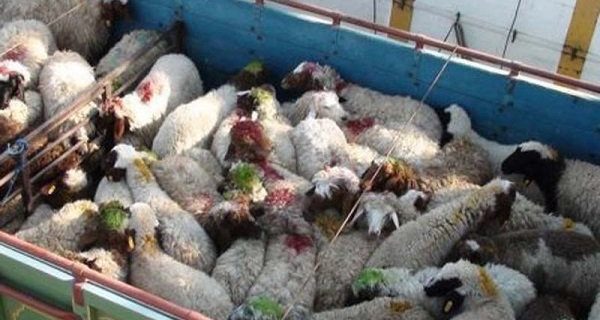 قاچاق دام زنده تهدیدی جدی برای امنیت غذایی و آینده دامپروری قاچاق دام زنده تهدیدی جدی برای امنیت غذایی و آینده دامپروری