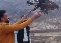 تیمار و رهاسازی سارگپه زخمی در سروآباد