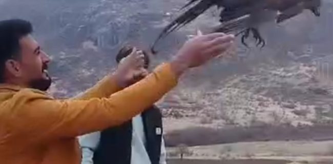 تیمار و رهاسازی سارگپه زخمی در سروآباد