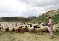 ۴۵۰۰ رأس احشام قاچاق در مریوان کشف و ضبط شد