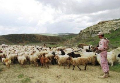 ۴۵۰۰ رأس احشام قاچاق در مریوان کشف و ضبط شد