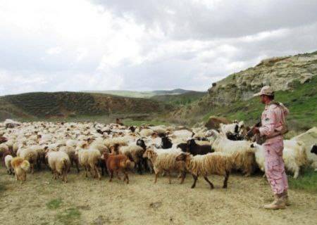 ۴۵۰۰ رأس احشام قاچاق در مریوان کشف و ضبط شد