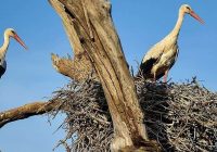 مهاجرت اولین دستە لک‌لک‌ها به تالاب زریبار