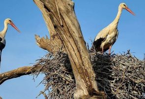 مهاجرت اولین دستە لکلکها به تالاب زریبار