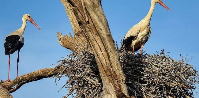 مهاجرت اولین دستە لکلکها به تالاب زریبار مهاجرت اولین دستە لکلکها به تالاب زریبار