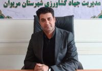 «طلای زرد» در مریوان به بار نشست