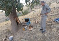 دستگیری متخلفان تخریب کندوهای زنبور وحشی و درختان بلوط در سروآباد