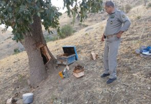 دستگیری متخلفان تخریب کندوهای زنبور وحشی و درختان بلوط در سروآباد