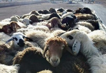 ناکام ماندن تلاش قاچاقچیان برای انتقال ۲۷۰ رأس احشام از مرز مریوان