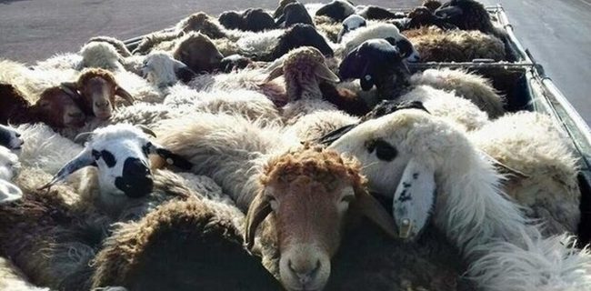 ناکام ماندن تلاش قاچاقچیان برای انتقال ۲۷۰ رأس احشام از مرز مریوان ناکام ماندن تلاش قاچاقچیان برای انتقال ۲۷۰ رأس احشام از مرز مریوان