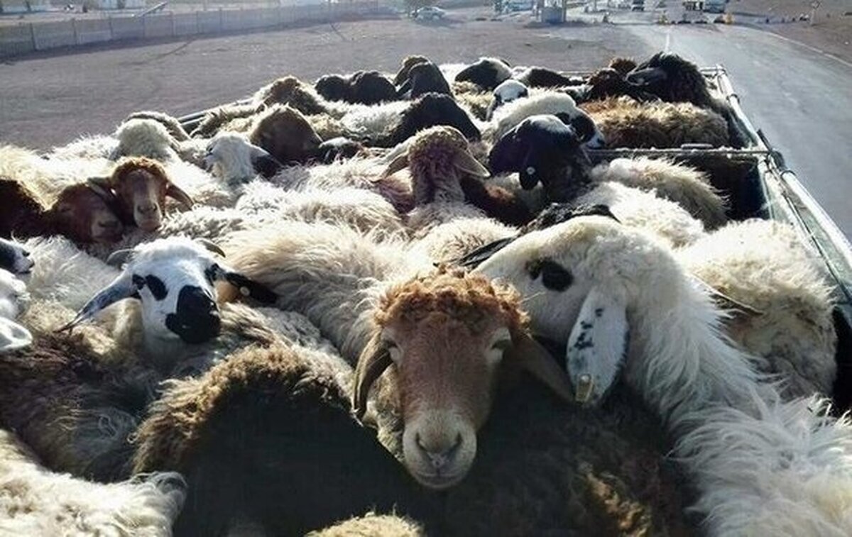 ناکام ماندن تلاش قاچاقچیان برای انتقال ۲۷۰ رأس احشام از مرز مریوان