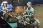 آغاز به کار کمیسیونهای خرید توتون مجتمع دخانیات کردستان آغاز به کار کمیسیونهای خرید توتون مجتمع دخانیات کردستان